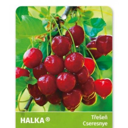 Halka čerešna samoopelivá neskorá chrupka podpník Gisela 6 kontajner C6L