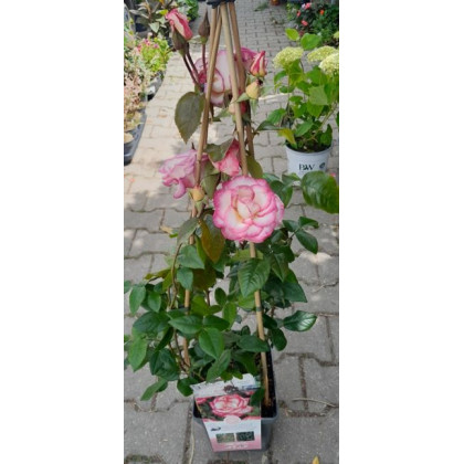 Händel ruža popínavá kvitne opakovane voňavá odolná kontajner C5L / 60-80cm
