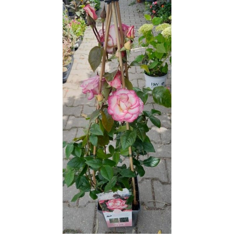 Händel ruža popínavá kvitne opakovane voňavá odolná kontajner C5L / 60-80cm