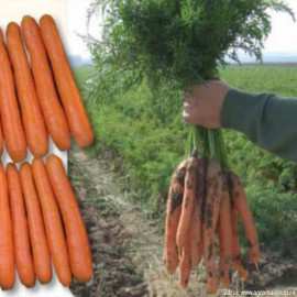 Bolero F1 mrkva na skladovanie rezistentná 10 000 ..