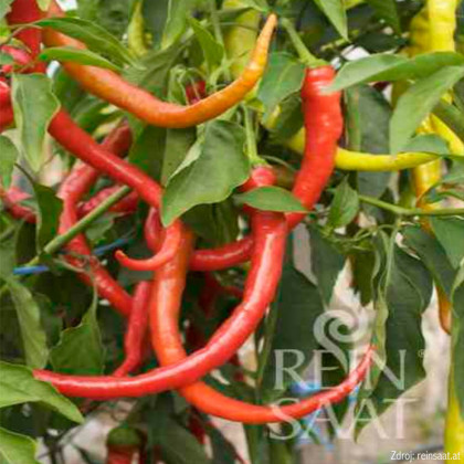 Milder Spiral paprika baraní roh štipľavý 1000 semien