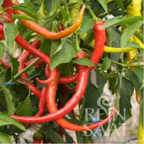 Milder Spiral paprika baraní roh štipľavý 1000 semien