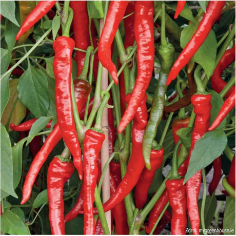 Poseidon paprika baraní roh štipľavý 10 g 