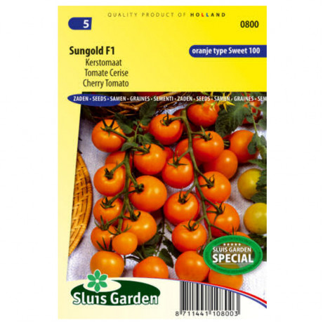 Sungold F1 rajčiak rezistentný cherry oranžový kolikový 11 semien