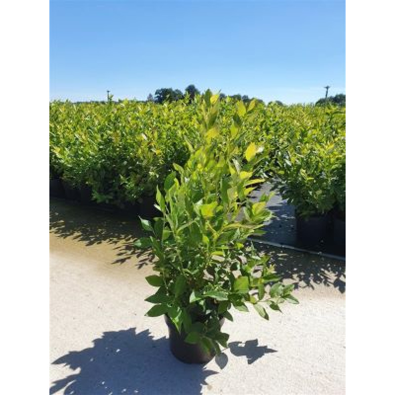 Hortblue Petite čučoriedka dva krat rodiaca samoopeliva C3L / 40-50cm