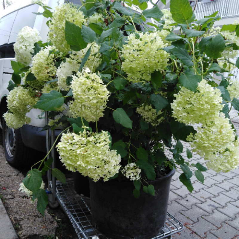 Annabelle hydrangea arborescens hortenzia stromčeková C12L/ 80-100 