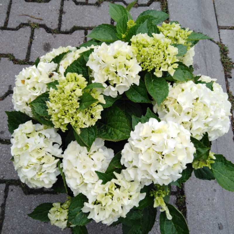 Endless Summer The Bride hydrangea hortenzia biela kontajner C1,5L