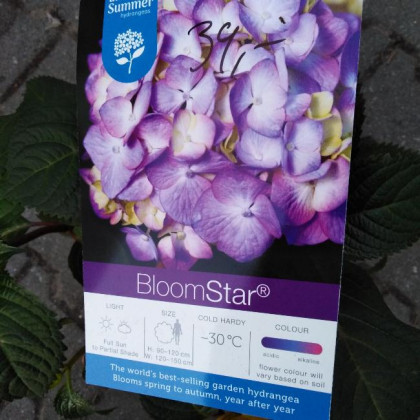 Endless Summer BloomStar Blue hydrangea hortenzia kontajner C5L