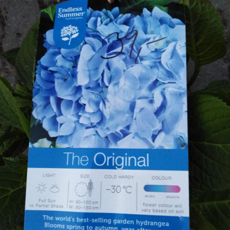 Endless Summer The Original Blue hydrangea hortenzia kontajner C1,5L