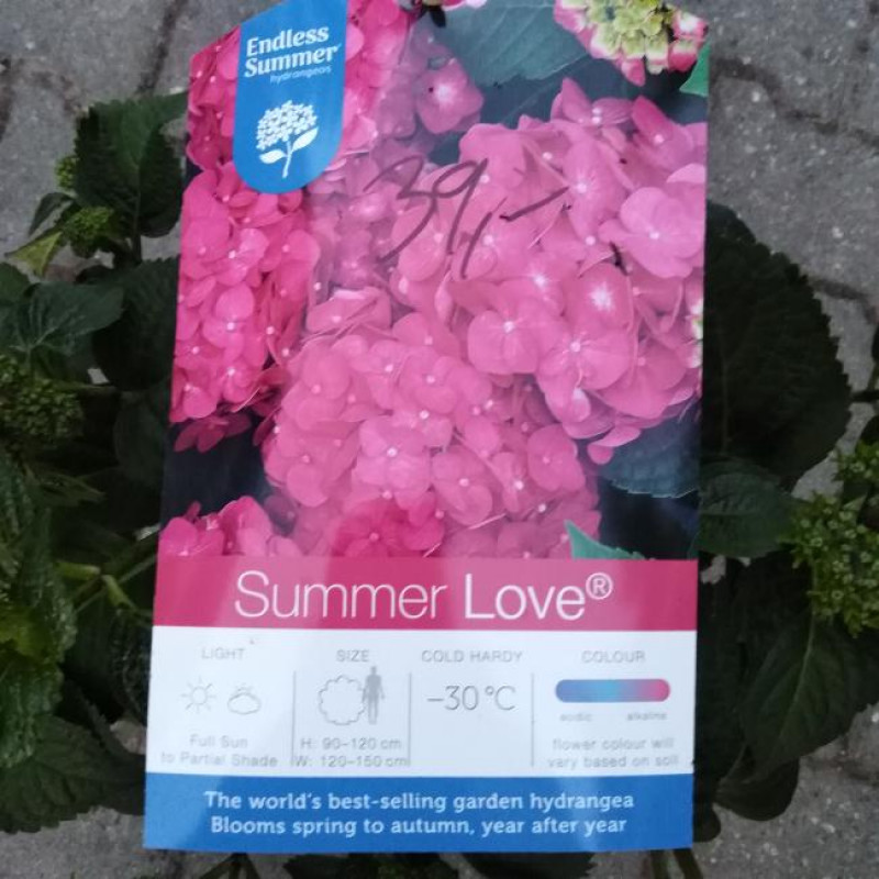 Endless Summer Love Pink hydrangea hortenzia kontajner C5L