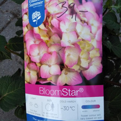 Endless Summer Bloomstar Pink hydrangea hortenzia kontajner C5L