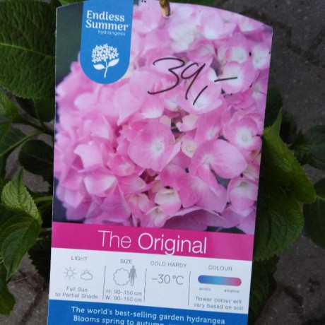 Endless Summer The Original Pink hydrangea hortenzia kontajner C5L