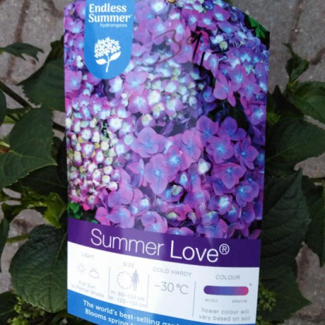 Endless Summer Love Blue hydrangea hortenzia kontajner C5L