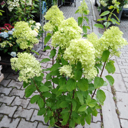 Limelight hydrangea paniculata hortenzia C10L/ 60-80