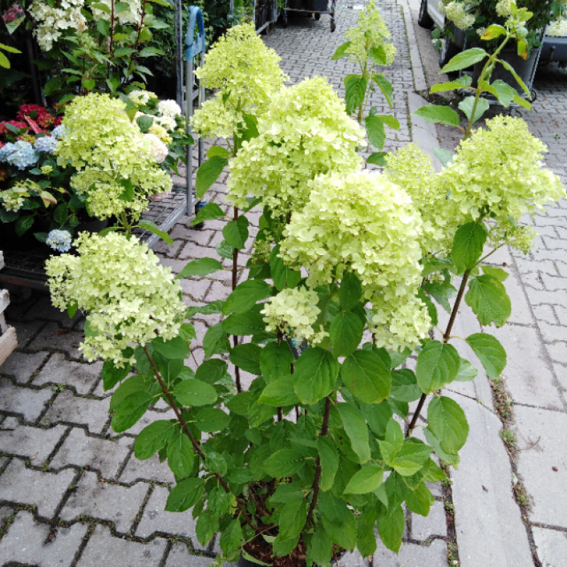 Limelight hydrangea paniculata hortenzia C10L/ 60-80