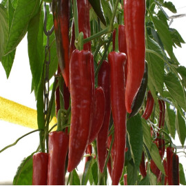 Ivanov F1 paprika sladká dlhá úzka Dulce Italiano ..