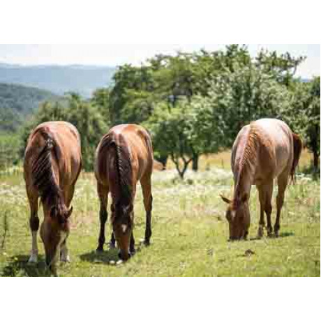 Kŕmna miešanka HORSE MASTER pre pastvu koní. Barenbrug 15kg