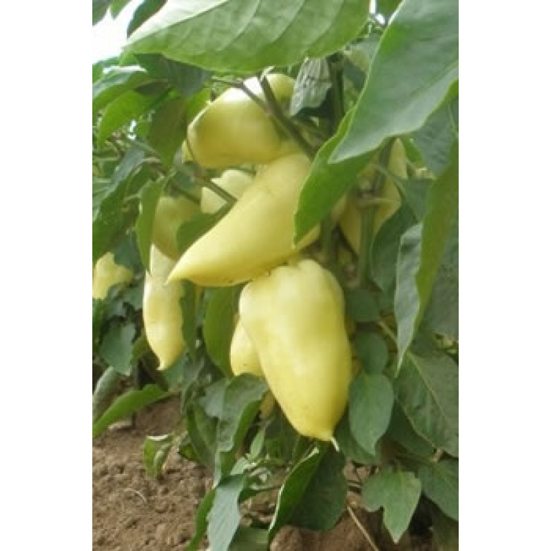 Amy Paprika biela sladká 50 g