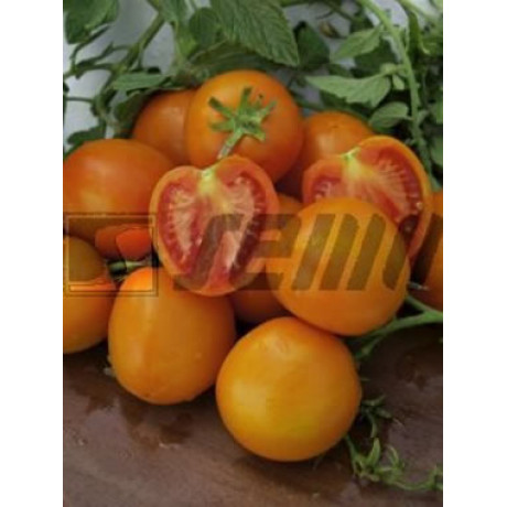 Bolzano F1 Lycopersicon lycopersicum 30s