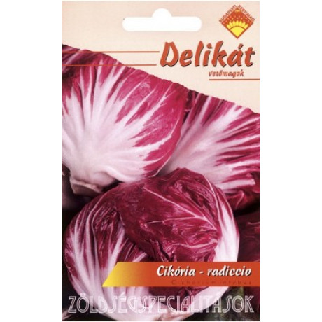 Cikória Radiccio Čakanka
