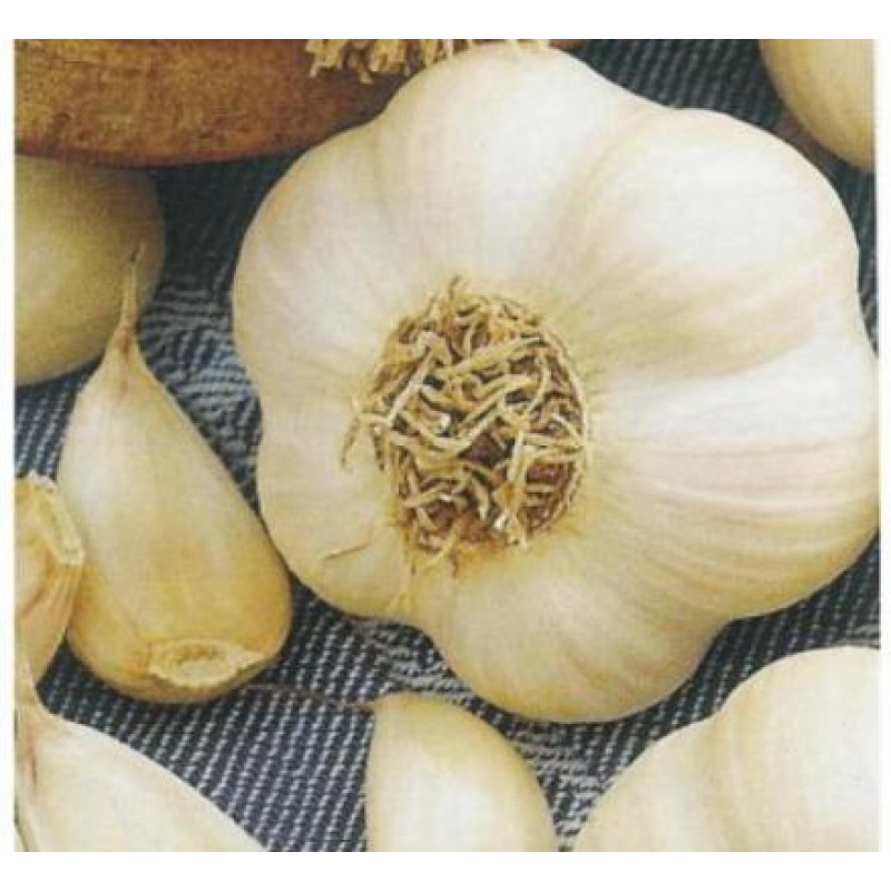 Makoi jarný Cesnak sadbový 5 hlávok veľkosť 4-5cm