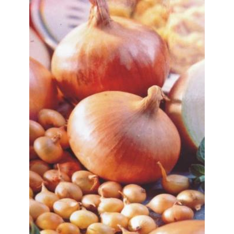 Senshyu Yellow Cibuľa sadzačka ozimná 25kg