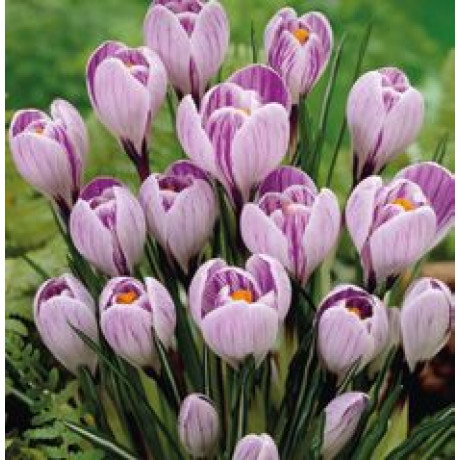 Pickwick Krokus veľkokvetý Crocus 12ks / 9-10