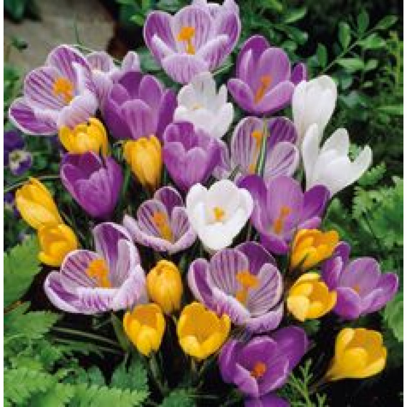 Krokus Vernus Mix veľkokvetý Crocus 15ks / 8-9