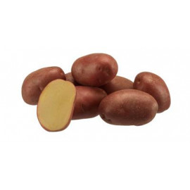 Evolution sadba zemiaky červené 5kg