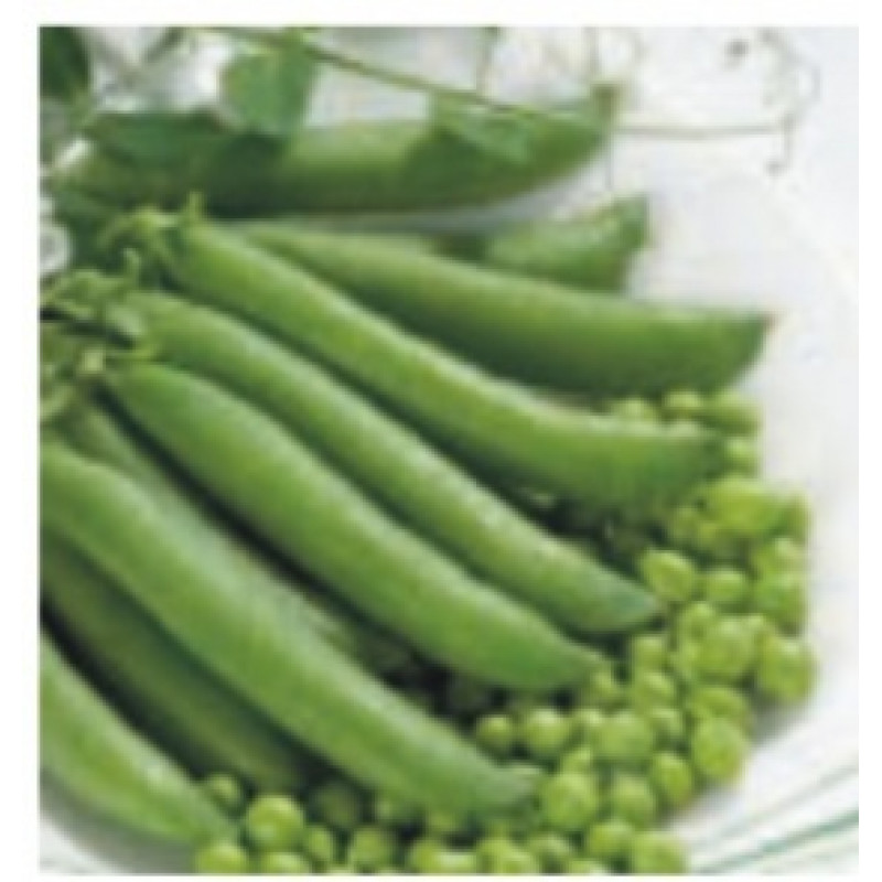Jumbo Pisum sativum 250g