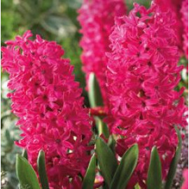 Jan Bos Hyacint Hyacinthus 3 ks