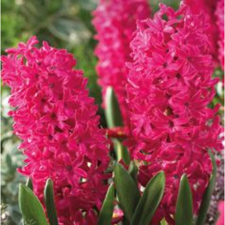 Pink Pearl Hyacint Hyacinthus 5ks