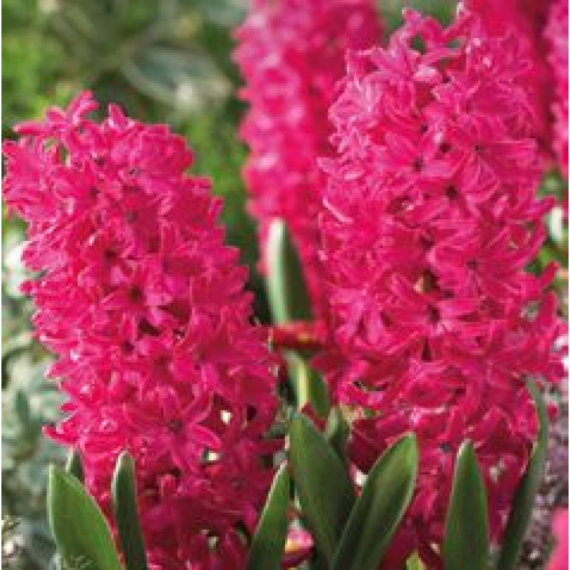 Jan Bos Hyacint Hyacinthus 3 ks