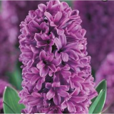 Miss Saigon Hyacint Hyacinthus 5ks