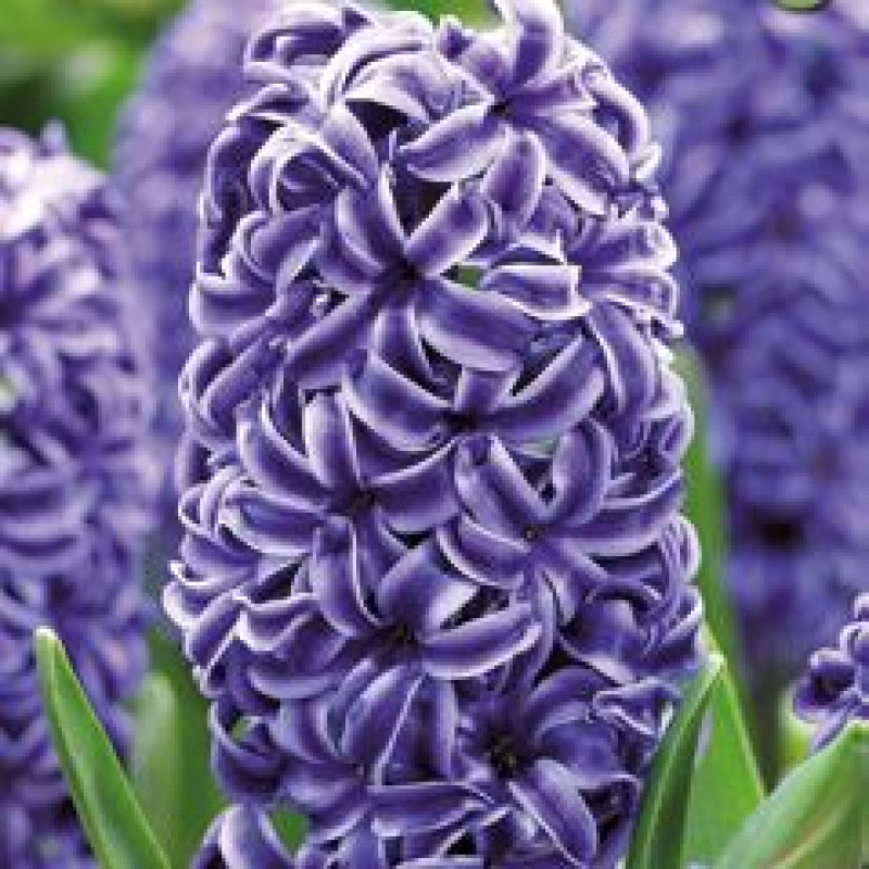 Rembrandt Hyacint Hyacinthus 5ks