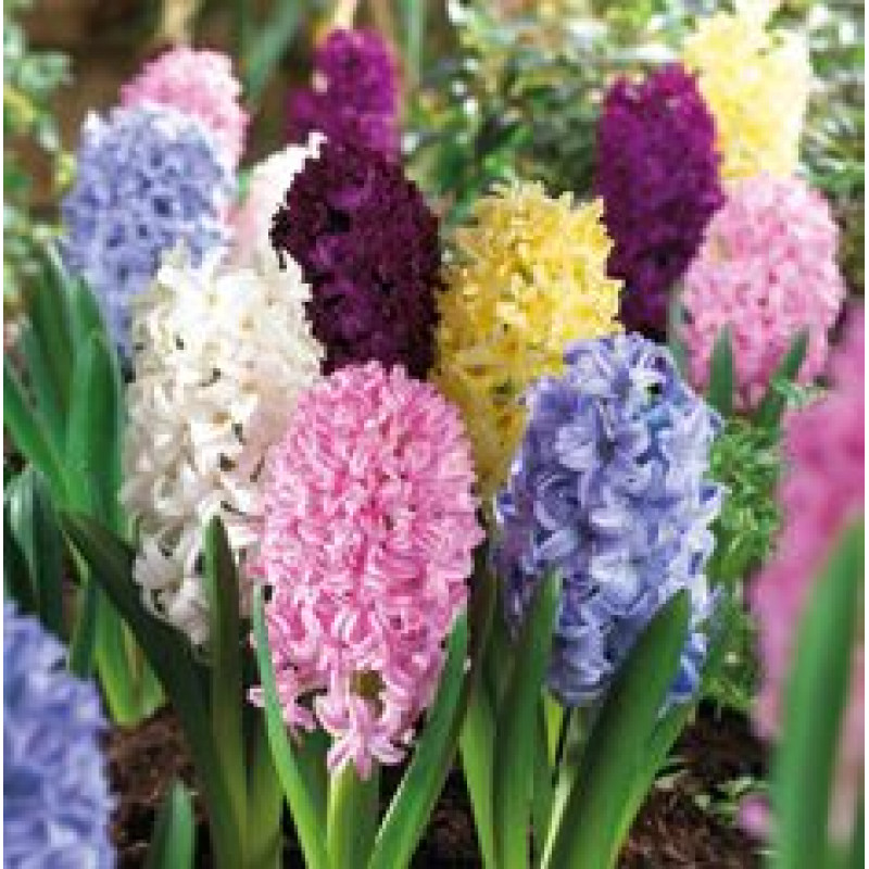 Hyacint Mix farieb Hyacinthus 12ks