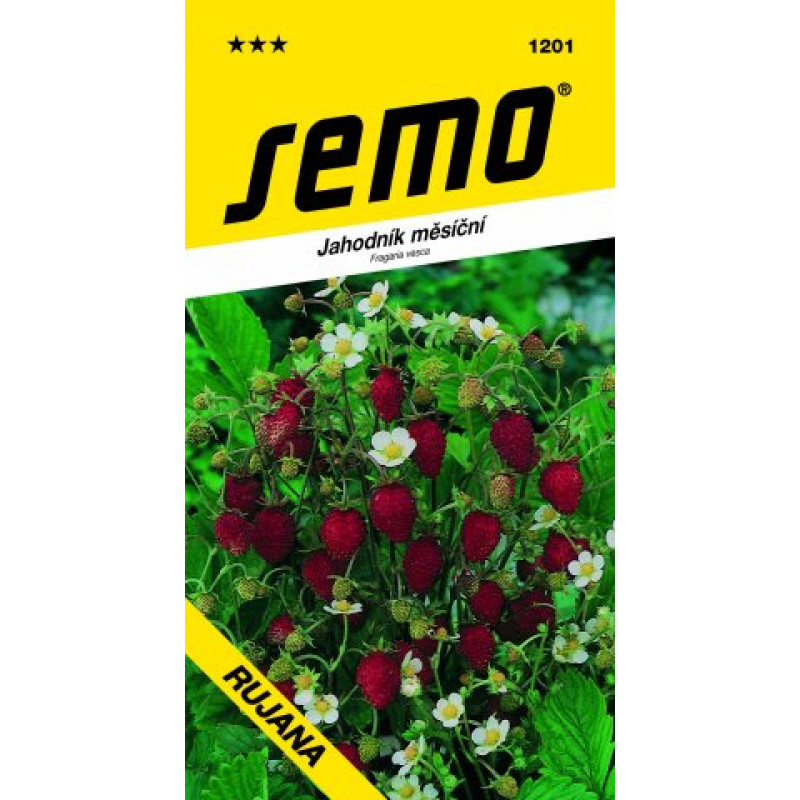 Rujana jahoda mesačná červená