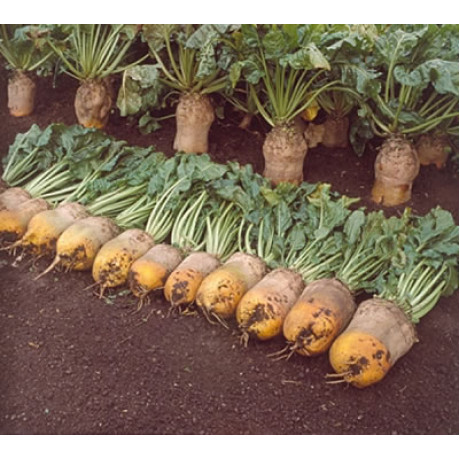 Jamon Kŕmna repa náhrada Solidar jednoklíčková 100g