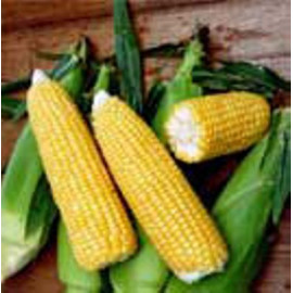 Noa Kukurica cukrová super sladká veľmi skorá 10 0..