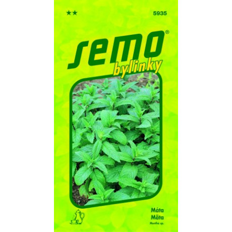 Mäta Mentha spicata trvalka