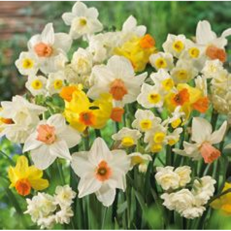 Mix druhov Narcis 20ks