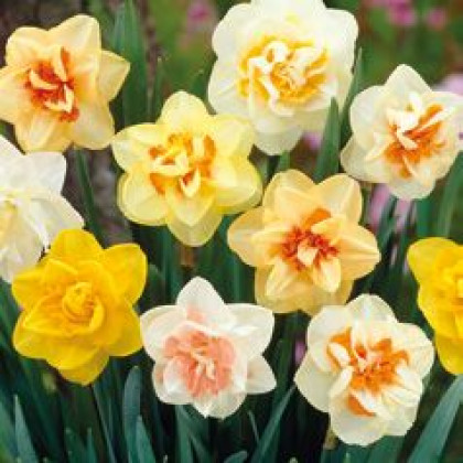Narcis Mix dupľované kvety 15ks