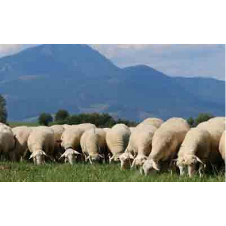 Kŕmna miešanka SHEEP MASTER pre spasanie ovcami a kozami rychla obnova Barenbrug 25 kg