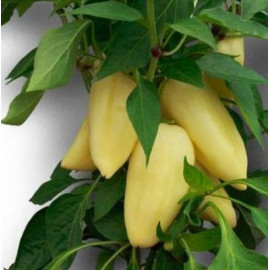 Antal semená Paprika sladká 250s