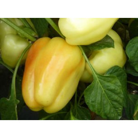 Bagoly paprika blocky sladká 250s