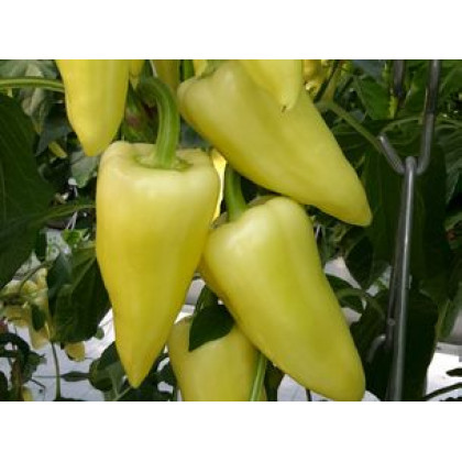 Berényi paprika štipľavá najväčšia 250 semien
