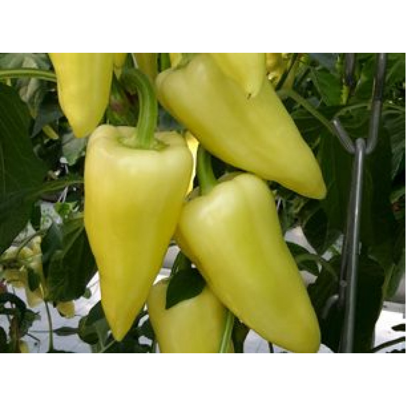 Berényi paprika štipľavá najväčšia 250 semien