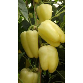 Bernita paprika blocky najskoršia sladká 250s