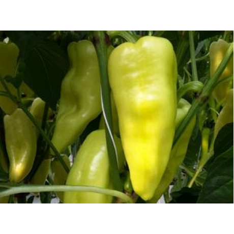 Bodrog paprika pálivá biela 50 semien