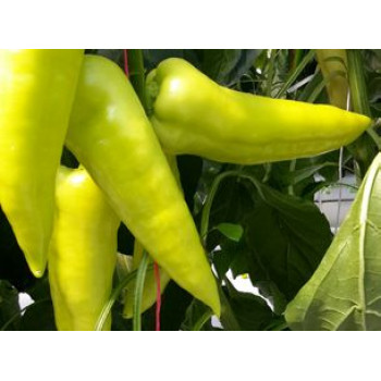 Campona F1 paprika sladká znáša menej priaznivé podmienky 1000s